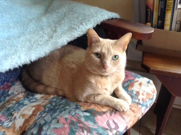 /Images/uploads/Cat Welfare Association/CatWelfare/entries/33823thumb.jpg